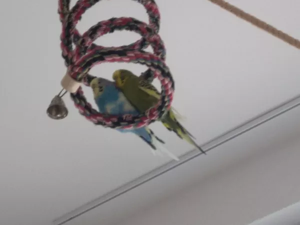 Wellensittich-Bild: Louise und Sky beim kuscheln. So saßen sie oft stundenlang, bis Sky vor 3 Wochen plötzlich von uns gegangen ist *sniff!*
