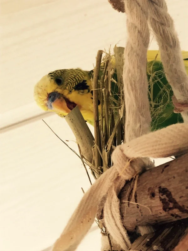 Wellensittich-Bild: Schecki ist im Karnevalfieber.