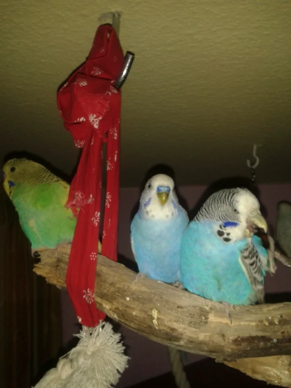 Wellensittich-Bild: Schecki,Lumpi und Lini