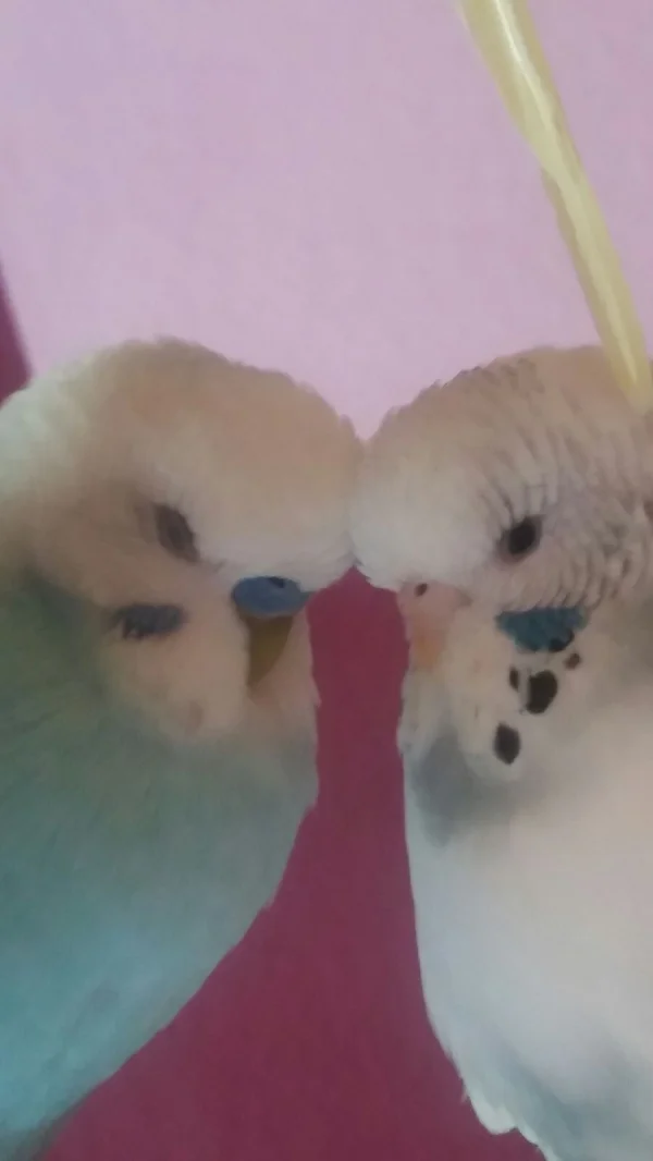 Wellensittich-Bild: Und Herz an Herz! Bubi und Bini

