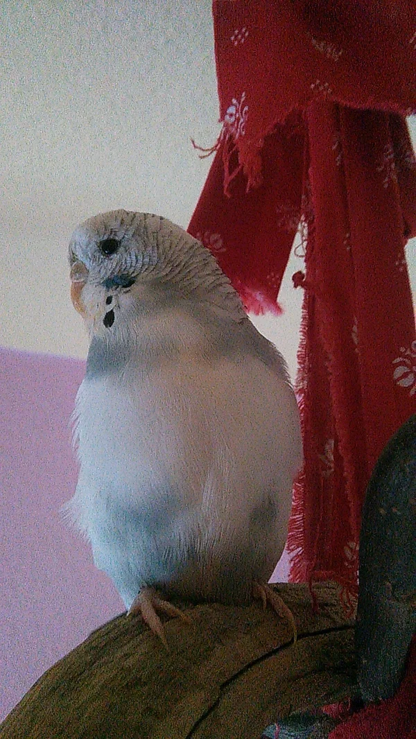 Wellensittich-Bild: Immer schön süß schauen :-)