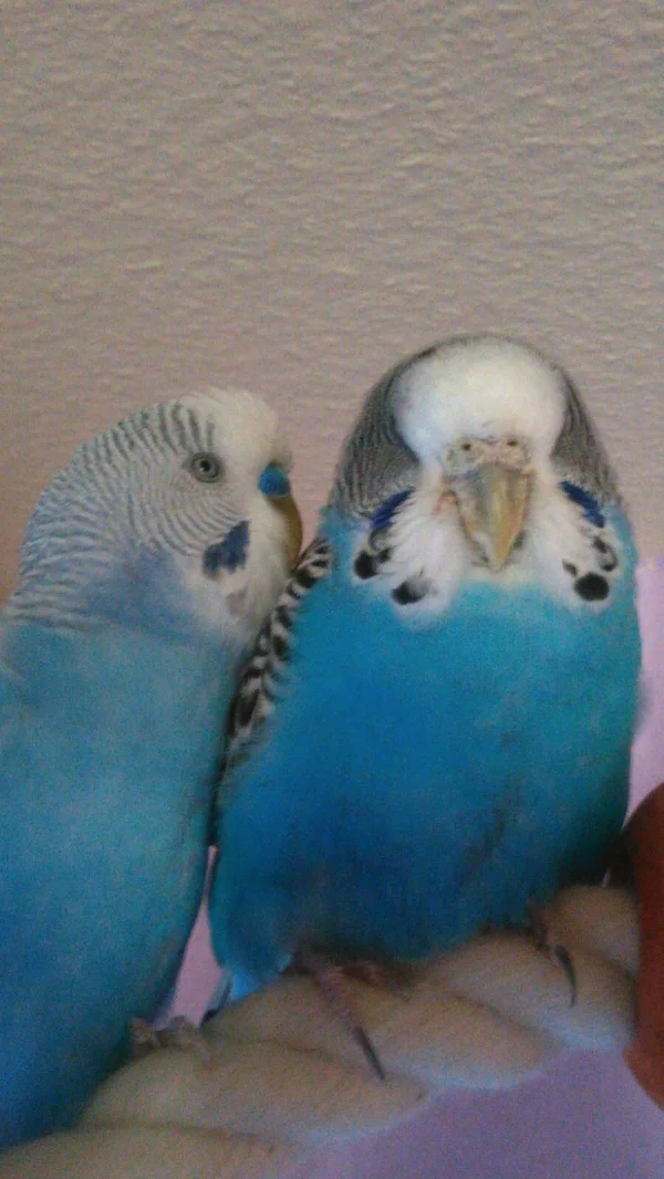 Wellensittich-Bild:              ICH LIEBE DICH!