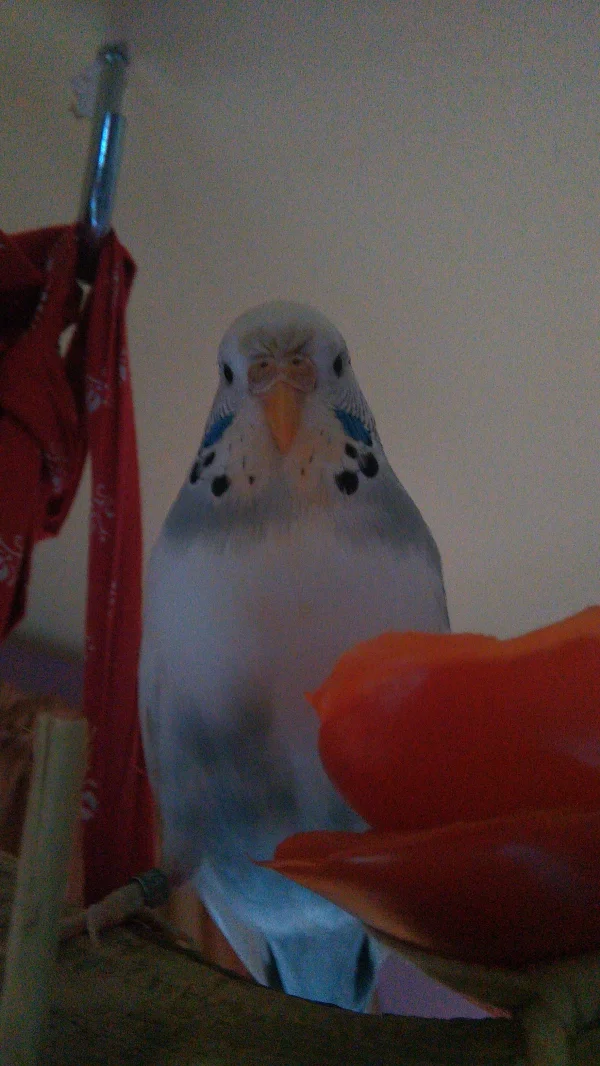 Wellensittich-Bild: Meine Bini ist ein echter Feinschmecker