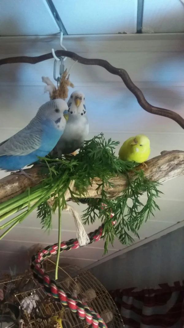 Wellensittich-Bild: v.l.n.r.Lumpi, Bini und Mariechen
