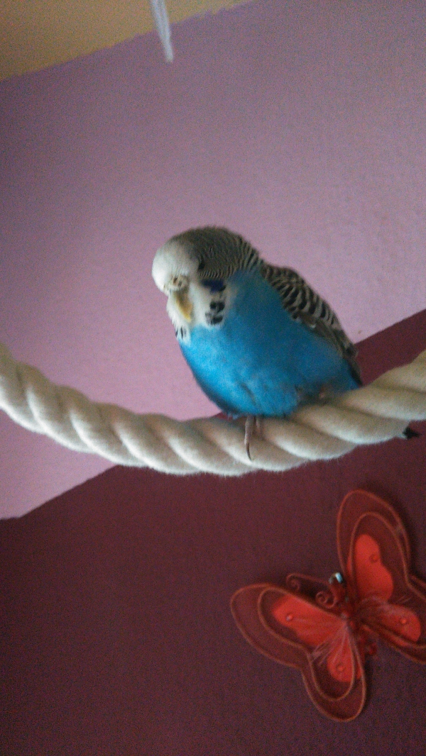 Lini
