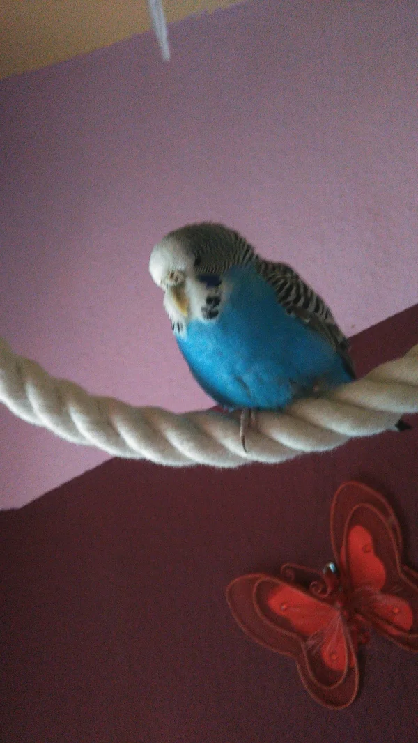 Wellensittich-Bild: Erst das eine Bein dann das andere ausruhen :-)
 