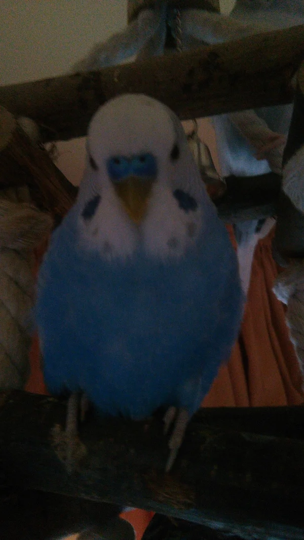 Wellensittich-Bild: Hallo hier komm ich
