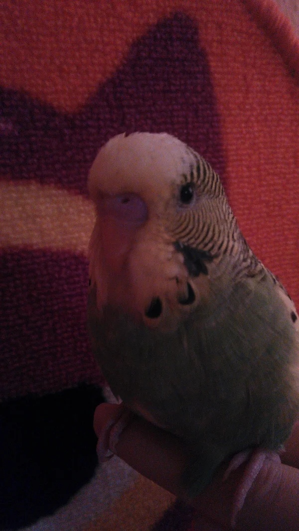 Wellensittich-Bild: I`am happy