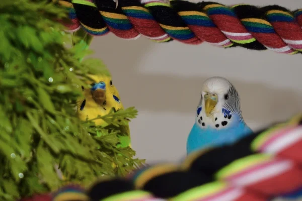 Wellensittich-Bild: Ludwig und Leo!