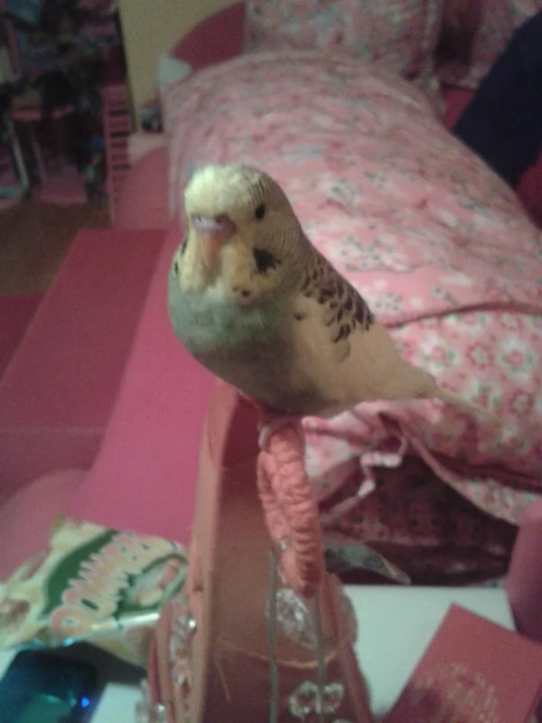 Wellensittich-Bild: Huhu hier bin ICH!!