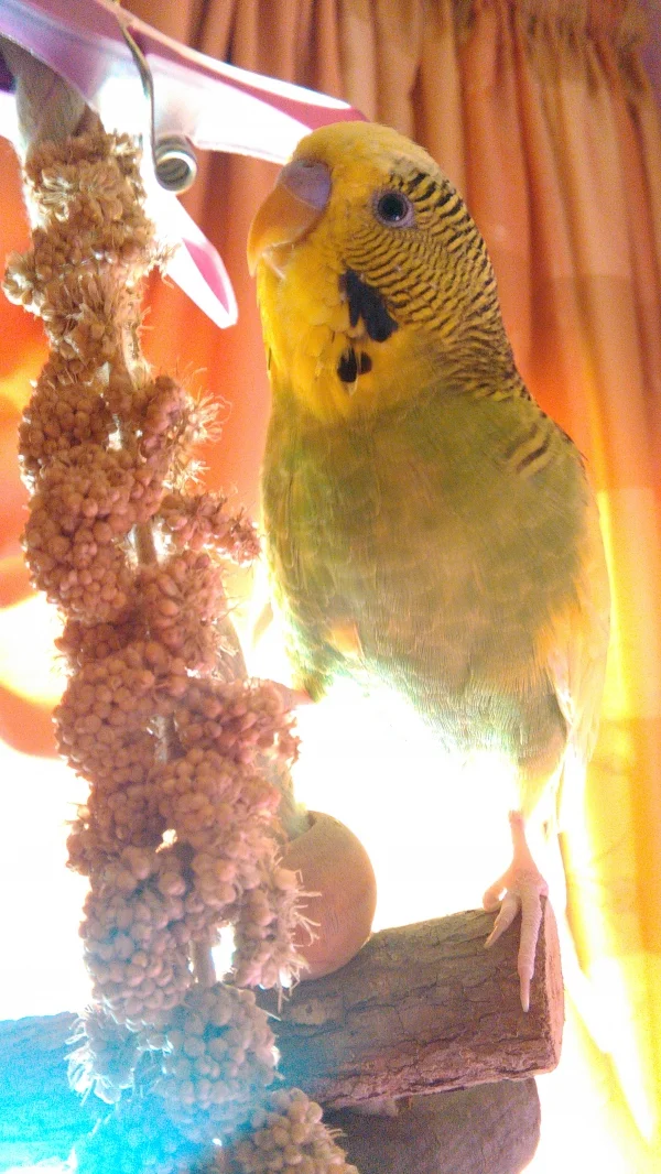Wellensittich-Bild: Unser Schecki!!