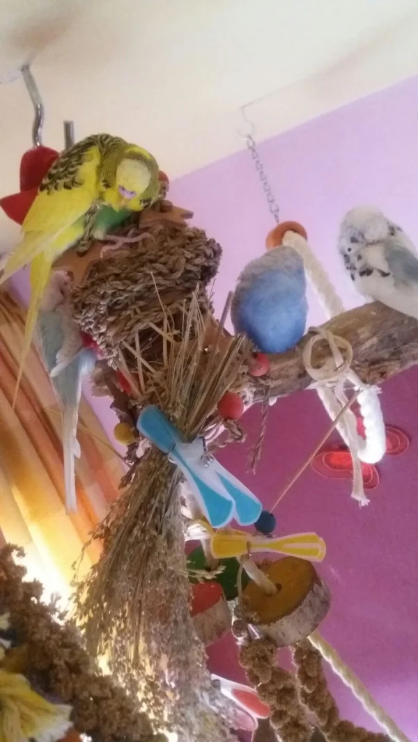 Wellensittich-Bild: Drei schlafen, einer wacht!!