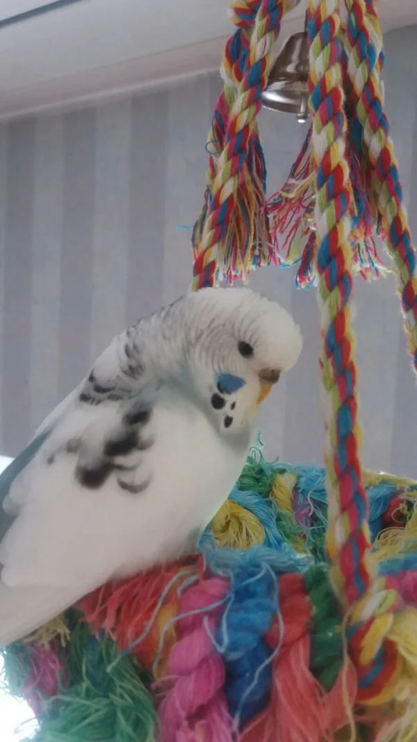 Wellensittich-Bild: Wer ist flauschiger?