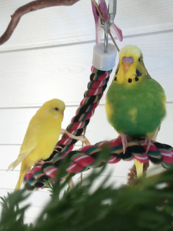 Wellensittich-Bild: Lotte und Schecki! So süß!