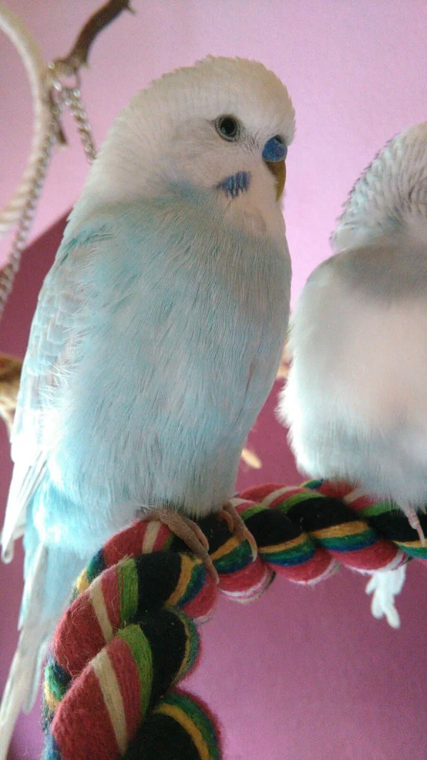 Wellensittich-Bild: So elegant ist niemand im Schwarm!