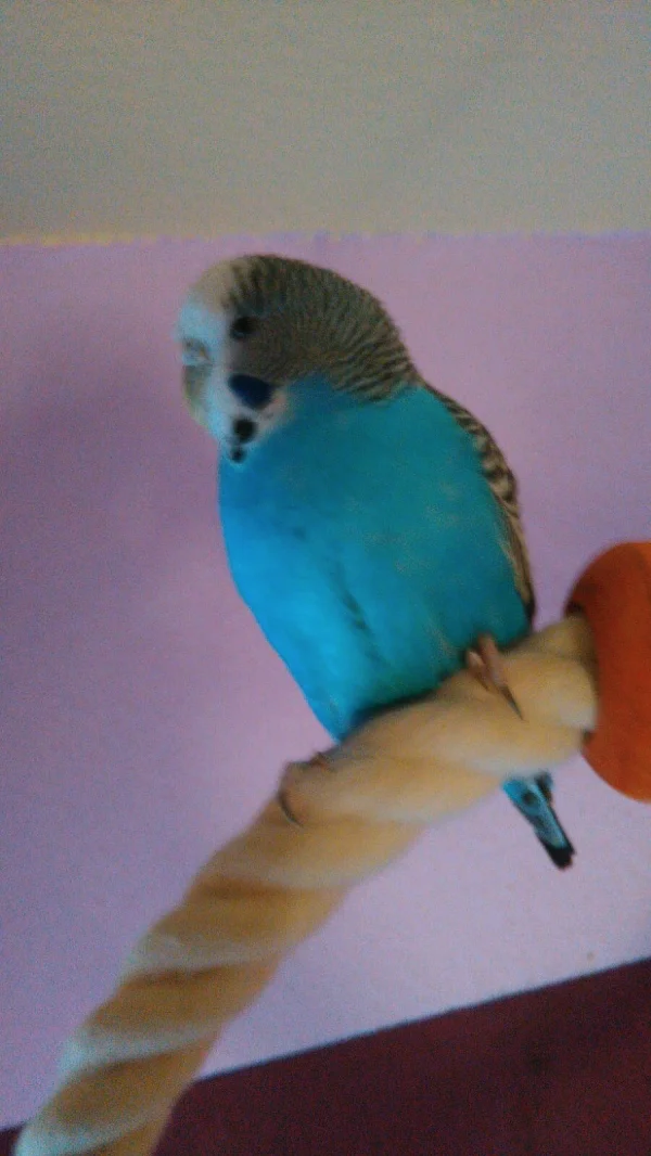 Wellensittich-Bild: Das blaue Wunder ;)