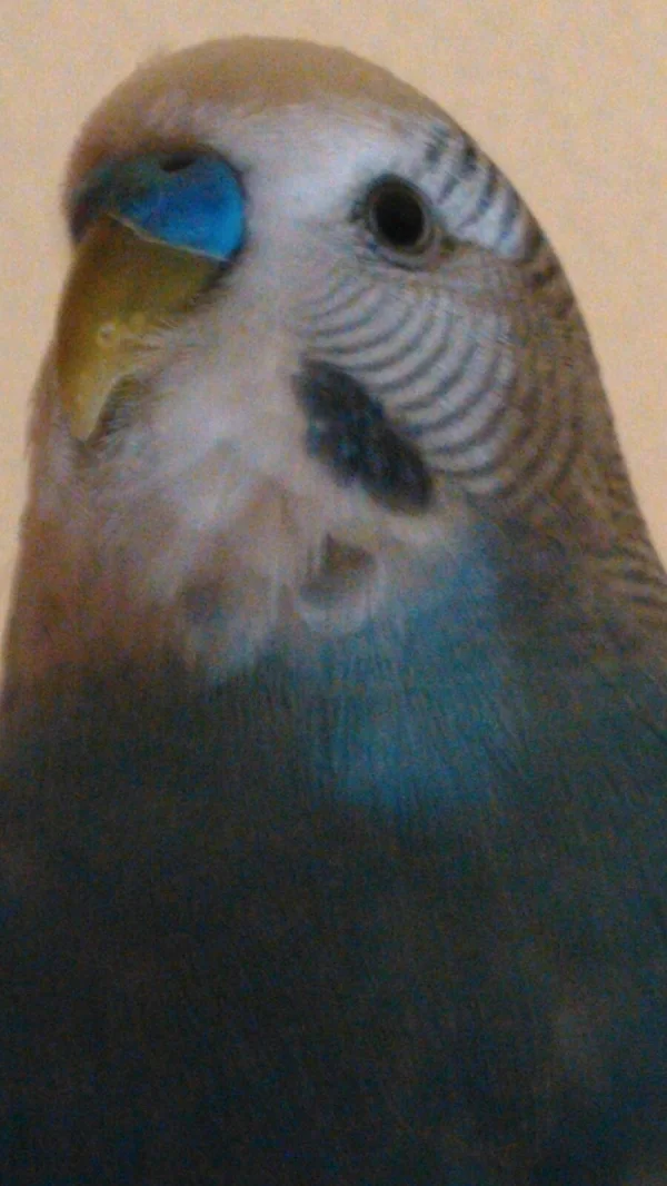 Wellensittich-Bild: Er ist mein fotogener Junge:)