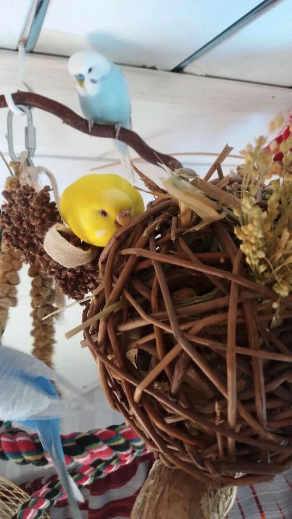 Wellensittich-Bild: Ein leckerer Weidenball mit Hirse, getrockneten Früchten und Gräsern. Bubi schaut von oben schon ganz neidisch.