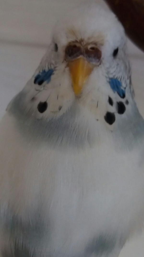 PHPSESSID