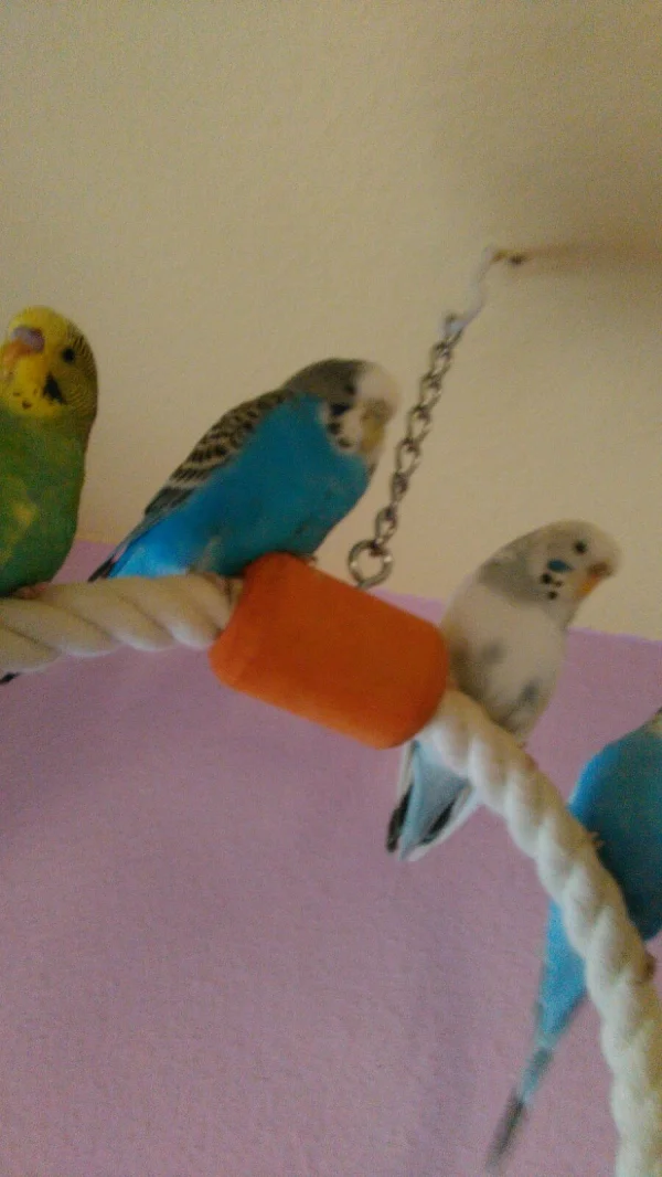 Wellensittich-Bild: Chillen am Nachmittag:)