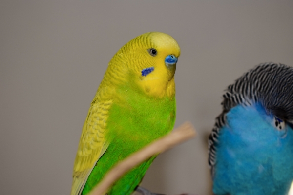 Luis