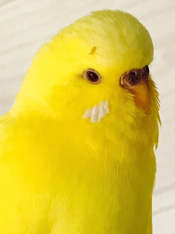 Wellensittich-Bild: Unser kleiner Schatz!
