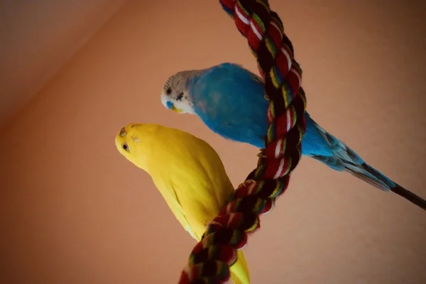 Wellensittich-Bild: Lumpi und Mariechen