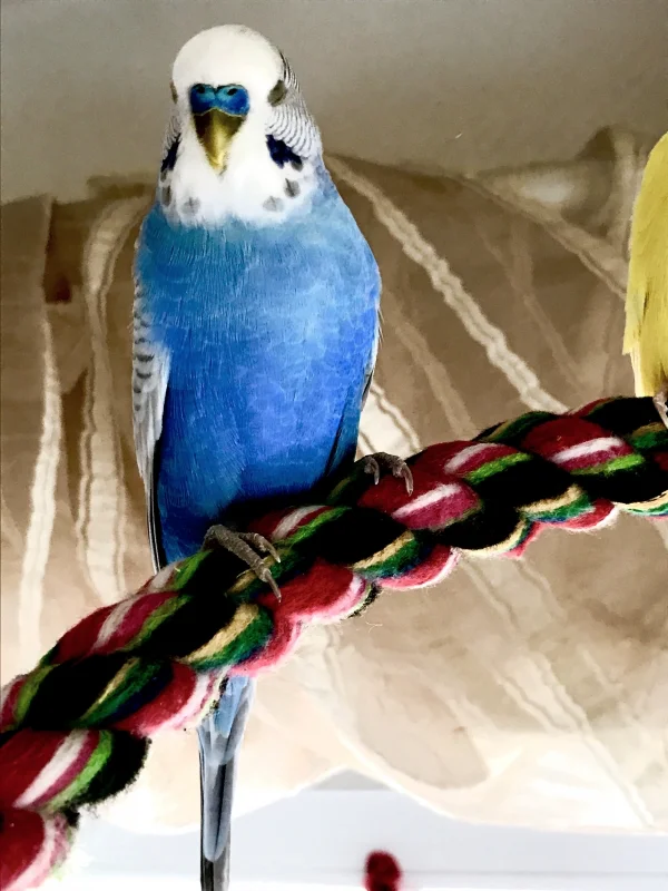 Wellensittich-Bild: Müder Lumpi gesichtet!
