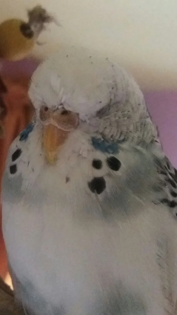 Wellensittich-Bild: Bini unsere Fotogene Maus