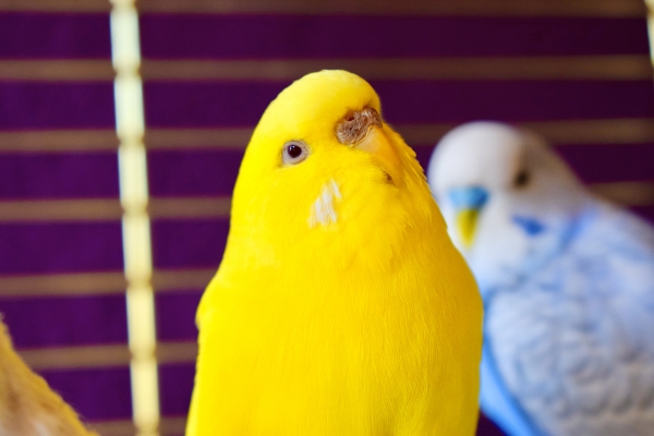 PHPSESSID
