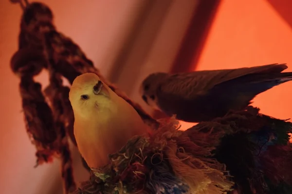 Wellensittich-Bild: Schön, schöner, Marie