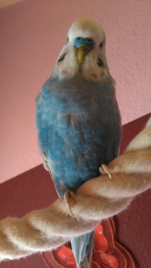Wellensittich-Bild: Lumpi ist ein Supermodel