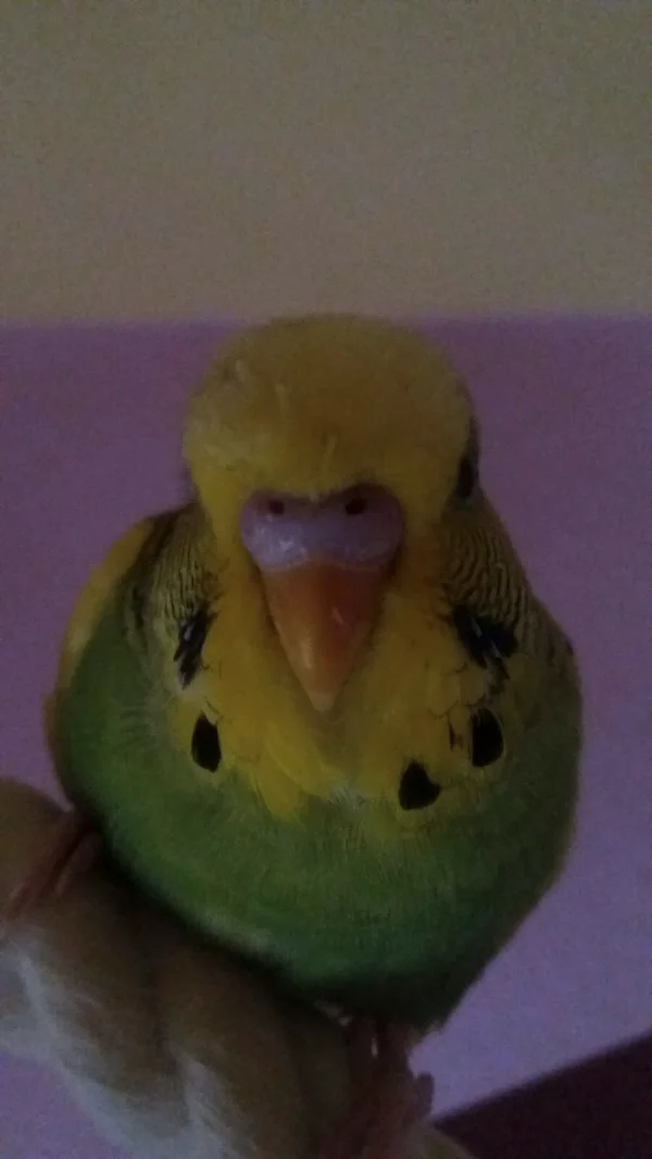 Wellensittich-Bild: Hier bin ich! Euer Superheld Schecki!!