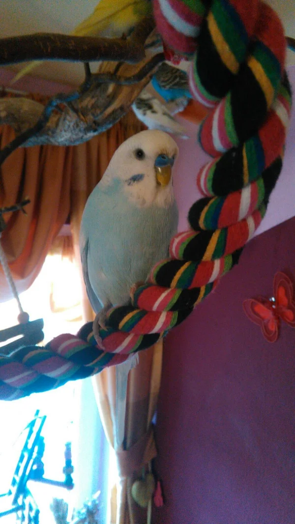 Wellensittich-Bild: Mein Bubi liebt diesen Platz ;)