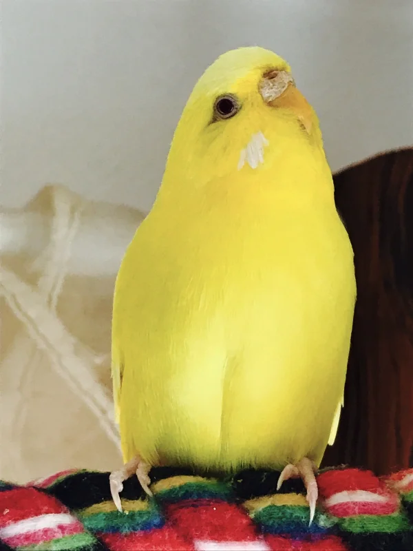 Wellensittich-Bild: Mary der Zitronenmuffin:-)