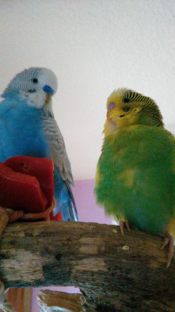 Wellensittich-Bild: Sie sind so flauschig :-)