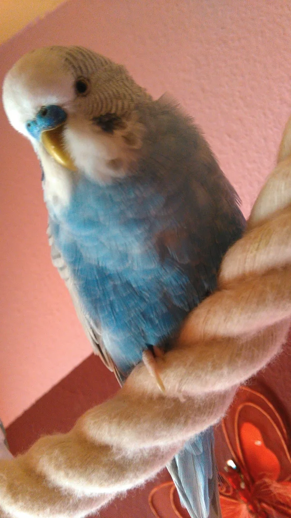 Wellensittich-Bild: FLAUSCHARLARM