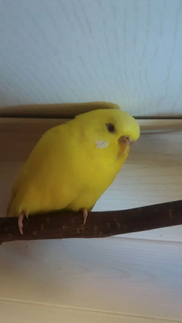 Wellensittich-Bild: Ein kleiner Schatz