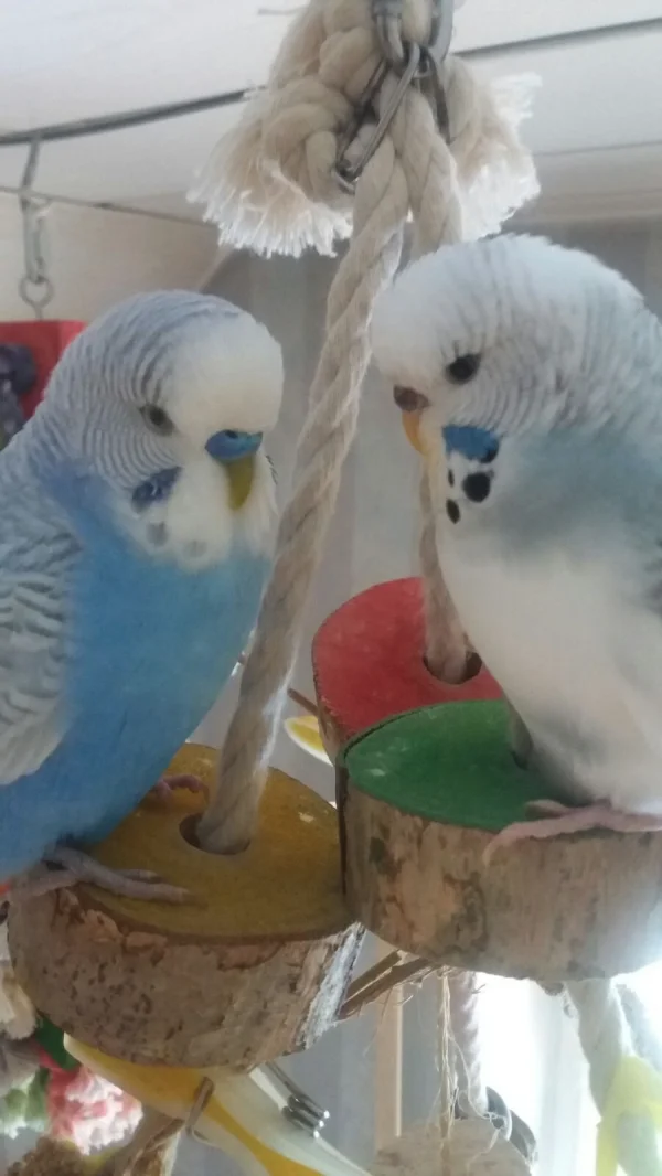 Wellensittich-Bild: Die große neue Liebe!