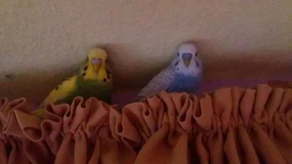 Wellensittich-Bild: Sie gehen durch dick und dünn!