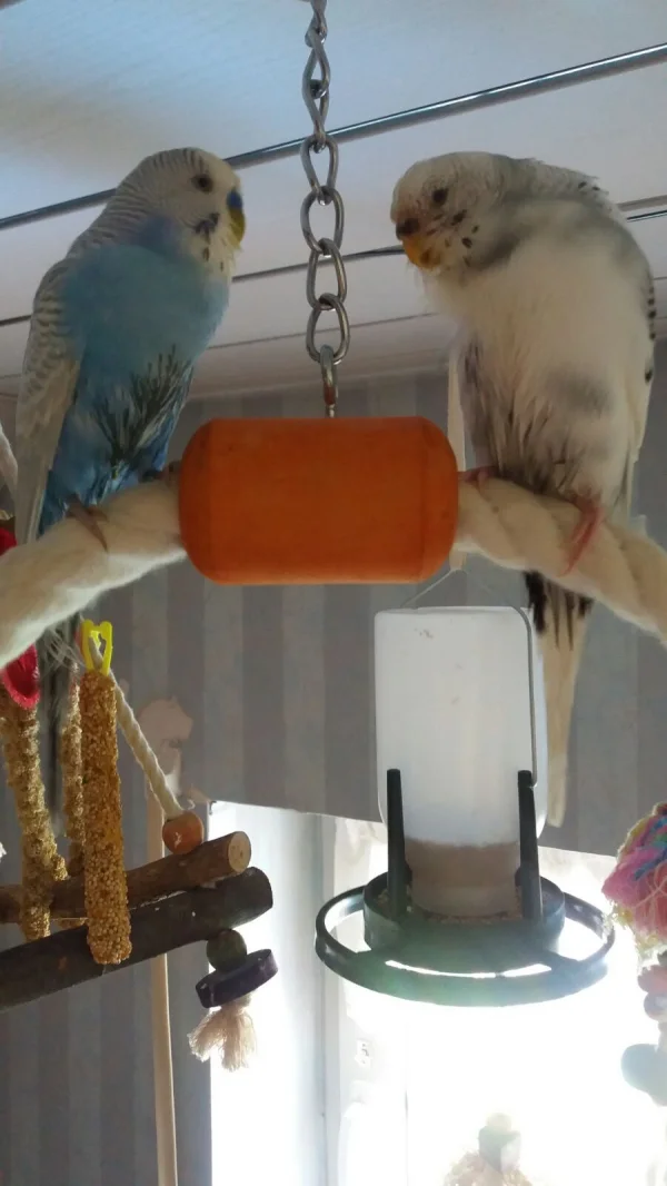 Wellensittich-Bild: Lumpi und Bini