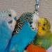Lumpi, Lini und Schecki