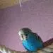 Lini