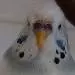 Bini