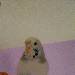 Bini die Prinzessin