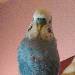 Unser blauer Schatzi