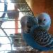 Bubi und Lini