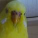 Unser Mariechen