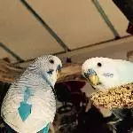 Bubi und Lumpi