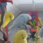 Unsere beiden gelben Neuen!